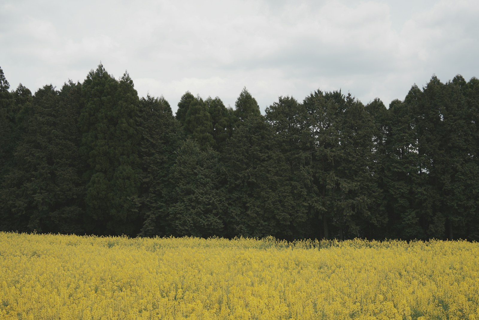 A field of yellow flowers in front of a dark forest