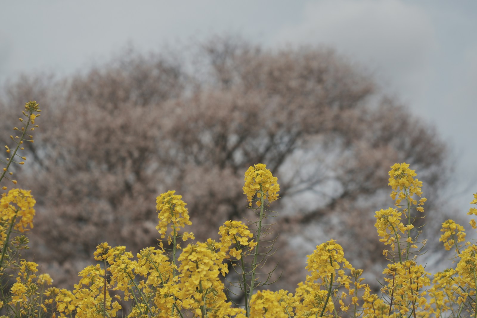 Yellow flowers in front of a bare tree