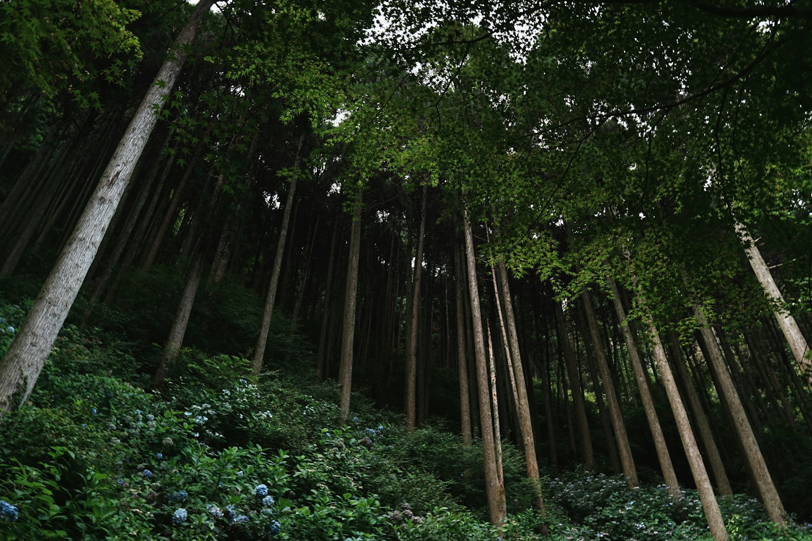 Tall trees in a lush green forest with flowers