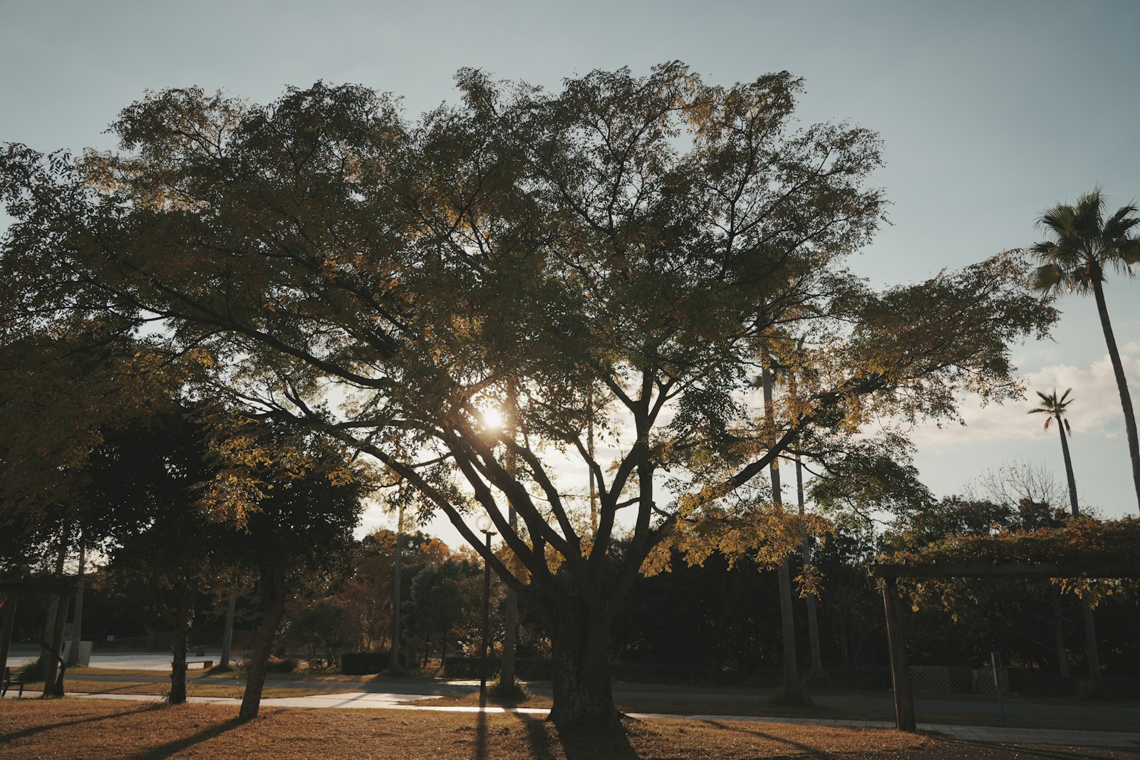 Sunlight shining through a large tree in a park